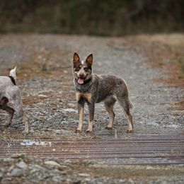DeeDee - Australian Cattle Dog