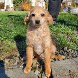 Independence - Apricot female Aussiedoodle puppy in Grants Pass, Oregon from Down Under Doodles
