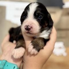 Assorted Doodle Crosses, Aussiedoodle, Australian Mountain Doodle, and Miniature Australian Shepherd Puppies from Aspen Mountain Doodles LLC