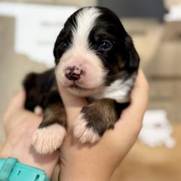 Assorted Doodle Crosses, Aussiedoodle, Australian Mountain Doodle, and Miniature Australian Shepherd Puppies from Aspen Mountain Doodles LLC
