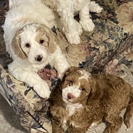 Australian Cobberdog Puppies from Mud Pies Australian Cobberdogs