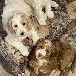Australian Cobberdog Puppies from Mud Pies Australian Cobberdogs