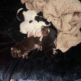 AKC Runt Girl - Chocolate and white female Chihuahua puppy in Anoka, Minnesota from Anoka County MN AKC Chihuahuas