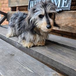 Crumble (upcoming) - Dachshund