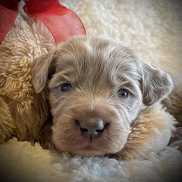 Chopper - male Long Haired Weimaraner puppy in Carter, Montana from PM Weimaraners