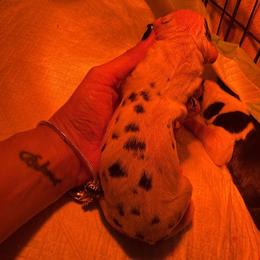 Q litter - Harlequin female Great Dane puppy in Cadillac, Michigan from Garrow Danes House of Blues