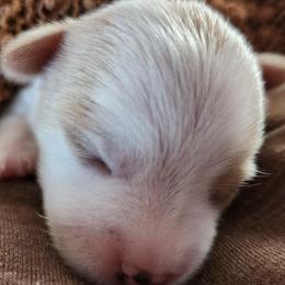 Yorkshire Terriers from Axt Farm