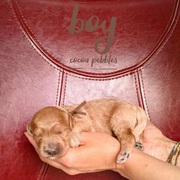 Cocoa Pebbles - Apricot male Goldendoodle puppy in Cambridge, Minnesota from Country Meadow Doodles