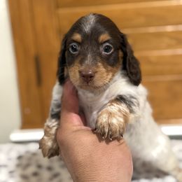 Small pied male - Chocolate and tan male Dachshund puppy in Madera Acres, California from Muggin Bostons Terriers and Mini Dachshund
