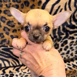 Rocky - Black sabled fawn male Chihuahua puppy in Fredericksburg, Indiana from Country Star Chihuahuas