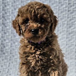 Cavapoo, Goldendoodle, and Labradoodle Puppies from Curls and Camo Pups