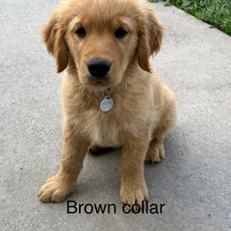 Waffles (brown collar boy) - Golden male Golden Retriever puppy in Petaluma, California from Contango Goldens