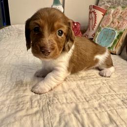 Ripp - Red male Dachshund puppy in Hensley, Arkansas from The Dachshund Barn