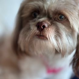 Jasper - Shih Tzu