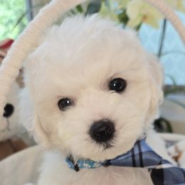 Milk Shake - White male Bichon Frise puppy in Upland, California from IDREAMOFPUPPIES