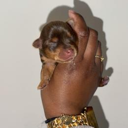 Cardi. - Chocolate and tan female Yorkshire Terrier puppy in Winston Salem, North Carolina from Pawfectly Tailored Yorkie's