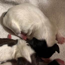 Tri girl - White black and tan female Papillon puppy in Frostproof, Florida from Sequence Papillon