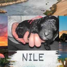 Nile - Black male Goldendoodle puppy in Prosperity, Pennsylvania from Stelladoodles & Company