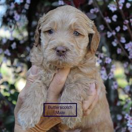 Assorted Doodle Crosses, Australian Labradoodle, Goldendoodle, and Newfoundland Puppies from Twin Sisters Doodles