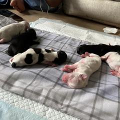 Shorkie Puppies from Lee's Pups