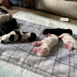 Shorkie Puppies from Lee's Pups