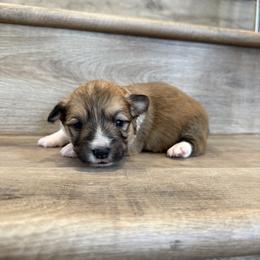 Dahlia - Sable female Pembroke Welsh Corgi puppy in Phelan, California from Desert Sunset Pembroke Welsh Corgis