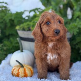 Lilly - Red  female Goldendoodle puppy in Oxford, Pennsylvania from FriendlyPals