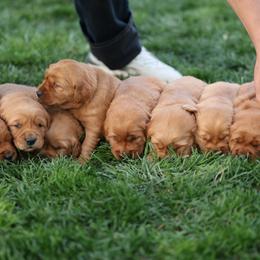 Fiona - Dark golden female Golden Retriever puppy in Payette, Idaho from Stonewick Retrievers