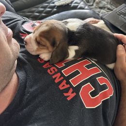 Beagle Puppies from Stranger Creek Beagles