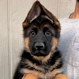 German Shepherd Puppies from Zaragoza German Shepherds