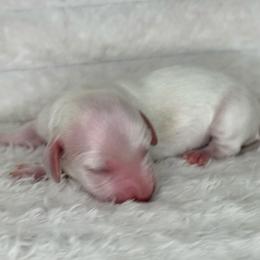 Coral - Cream female Dachshund puppy in Lakeland, Florida from Buckwild Doxies