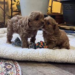 Cavapoo puppies from Hunter's Puppies