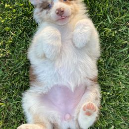 Miniature Australian Shepherds from Diamond Arrow Aussies