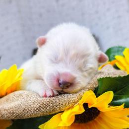 Momo - White and biscuit male Samoyed puppy in West Jordan, Utah from Rocky Mountain Samoyeds