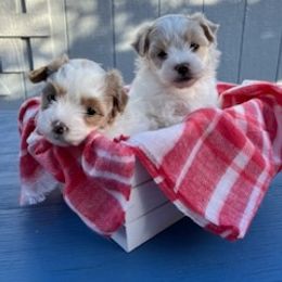 Maltese, Maltipoo, and Poodle Puppies from MountCarmelPuppies