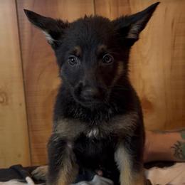 Kove - Black and tan female German Shepherd puppy in Beech Grove, Arkansas from Ze Zadnich lesu