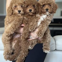 Poodle Puppies from Bruno & Co. Puppies