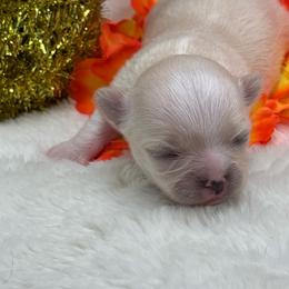 Cream and White Female - Cream and white female Chihuahua puppy in Lee Center, New York from Alfheim-Andromeda Chihuahua's (A &A's)