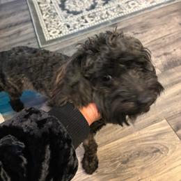 Anpu - Black male Poodle puppy in Loganville, Georgia from Majic multi pups