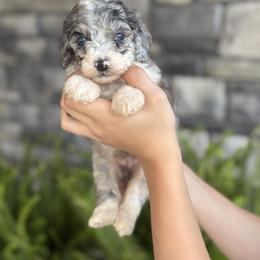 Elizabeth - Merle female Double Doodle puppy in Millersburg, Ohio from T Sanctum
