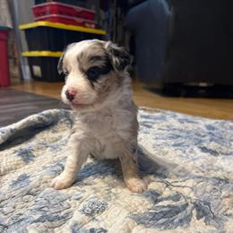 Girl 1 - Blue merle female Miniature Australian Shepherd puppy in Saco, Maine from Wags Family Aussies