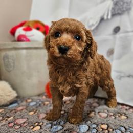 AKC - Sofie - Red  female Poodle puppy in Lebanon, Missouri from Leerose Puppies