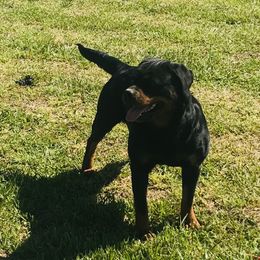Fiesta  - Rottweiler