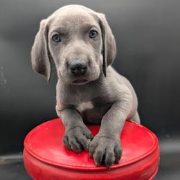 Petunia - Blue female Weimaraner puppy in Evart, Michigan from Drehbar Weimaraners