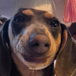 Dachshunds from The Dachshund Den