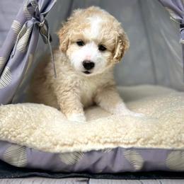 Bernedoodle Puppies from Bernedoodle Bunch