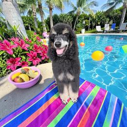 Mickey - Phantom male Poodle puppy in Port Orange, Florida from Daytona’s Standard Poodles