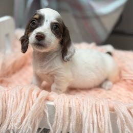 Molly - Piebald female Dachshund puppy in Decatur, Mississippi from KP Dachshunds