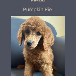 Pumpkin Pie - Red  Poodle puppy in Minnesota from Ferndale Family Pups
