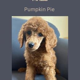 Pumpkin Pie - Red  Poodle puppy in Minnesota from Ferndale Family Pups